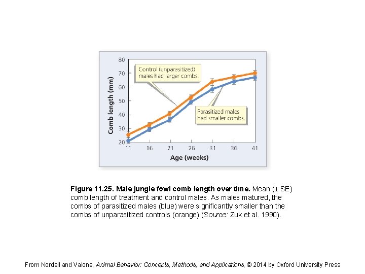 Figure 11. 25. Male jungle fowl comb length over time. Mean (± SE) comb