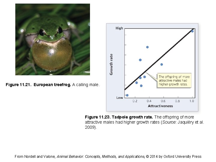Figure 11. 21. European treefrog. A calling male. Figure 11. 23. Tadpole growth rate.