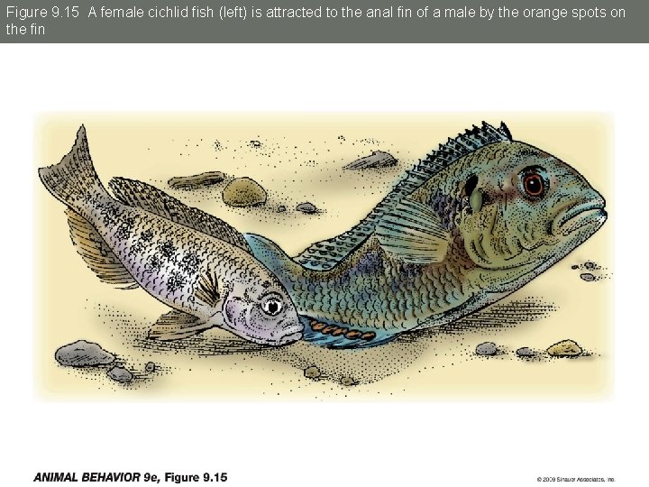 Figure 9. 15 A female cichlid fish (left) is attracted to the anal fin