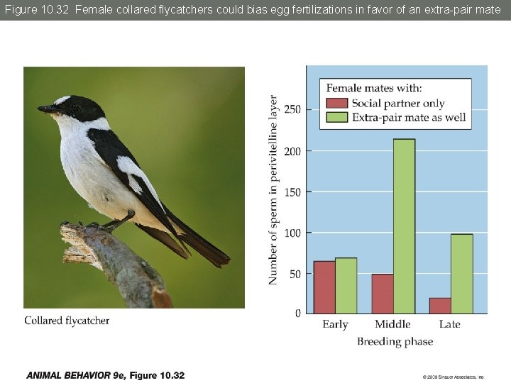 Figure 10. 32 Female collared flycatchers could bias egg fertilizations in favor of an
