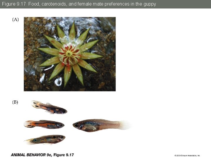 Figure 9. 17 Food, carotenoids, and female mate preferences in the guppy 