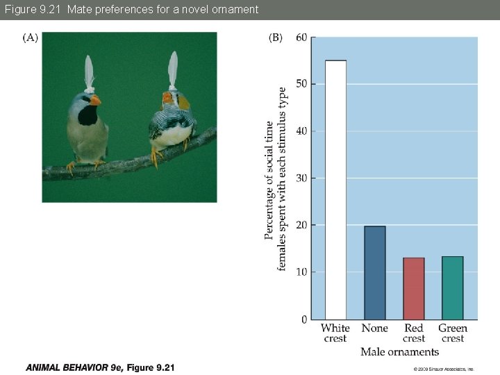 Figure 9. 21 Mate preferences for a novel ornament 