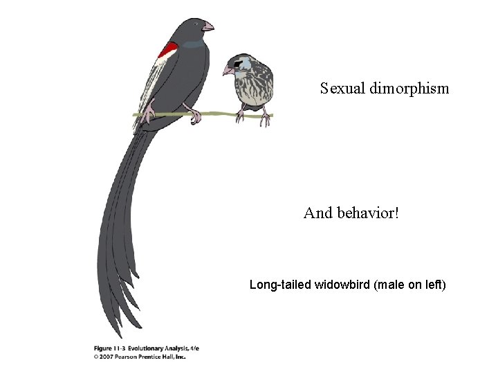Sexual dimorphism And behavior! Long-tailed widowbird (male on left) 