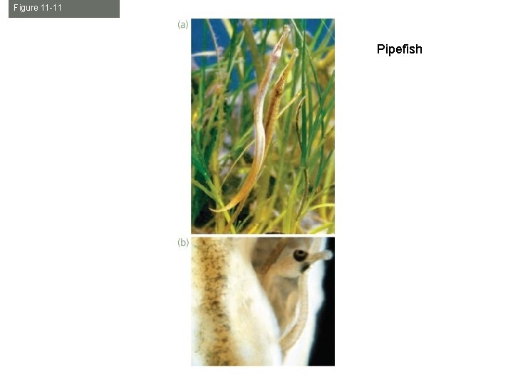 Figure 11 -11 Pipefish 