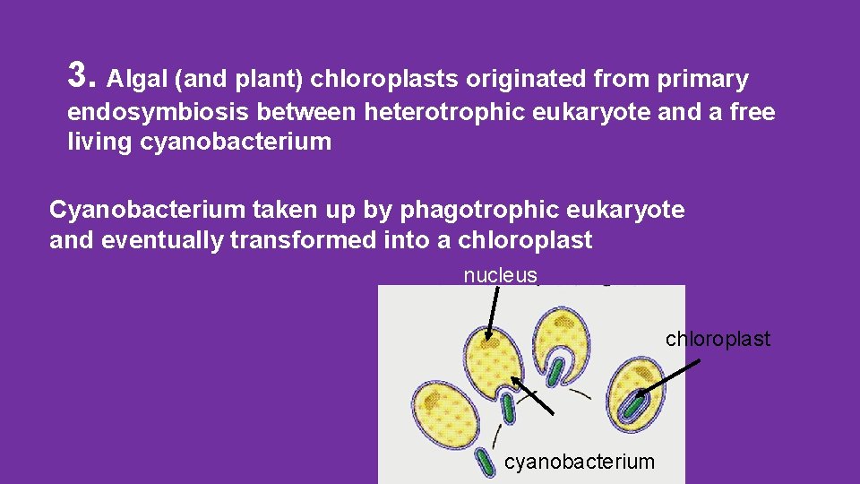 3. Algal (and plant) chloroplasts originated from primary endosymbiosis between heterotrophic eukaryote and a