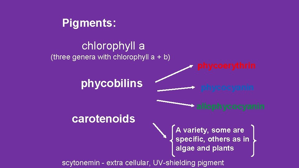 Pigments: chlorophyll a (three genera with chlorophyll a + b) phycobilins phycoerythrin phycocyanin allophycocyanin