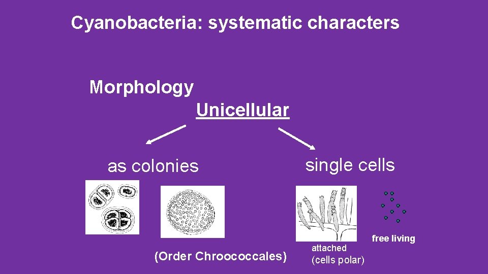 Cyanobacteria: systematic characters Morphology Unicellular as colonies (Order Chroococcales) single cells attached (cells polar)