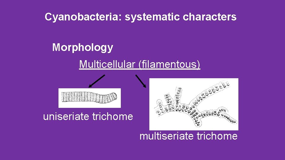 Cyanobacteria: systematic characters Morphology Multicellular (filamentous) uniseriate trichome multiseriate trichome 