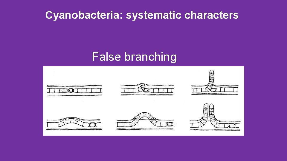Cyanobacteria: systematic characters False branching 