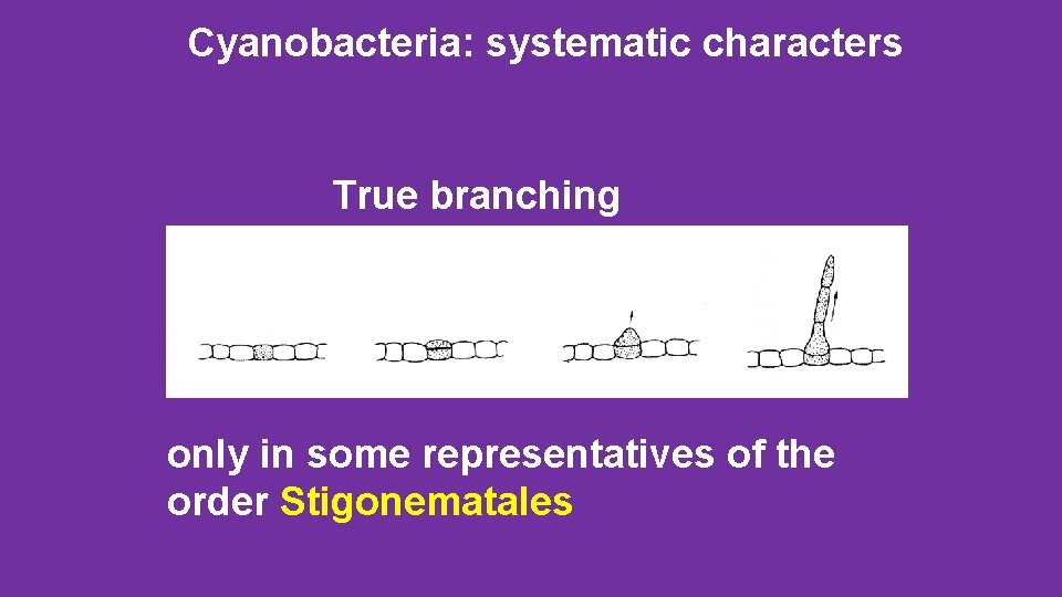 Cyanobacteria: systematic characters True branching only in some representatives of the order Stigonematales 