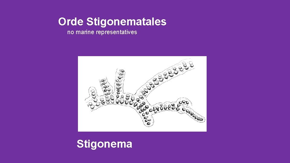 Orde Stigonematales no marine representatives Stigonema 