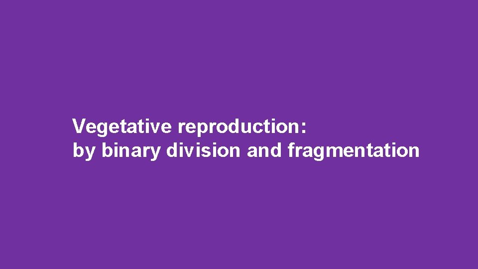 Vegetative reproduction: by binary division and fragmentation 