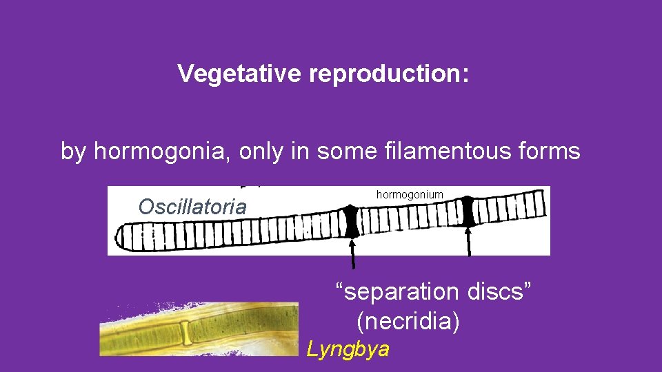 Vegetative reproduction: by hormogonia, only in some filamentous forms Oscillatoria hormogonium “separation discs” (necridia)