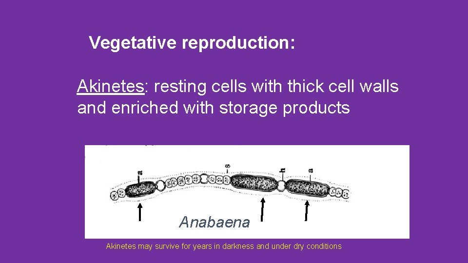 Vegetative reproduction: Akinetes: resting cells with thick cell walls and enriched with storage products