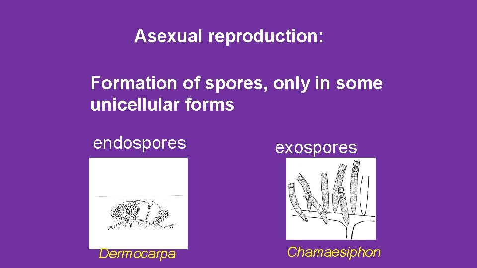 Asexual reproduction: Formation of spores, only in some unicellular forms endospores Dermocarpa exospores Chamaesiphon