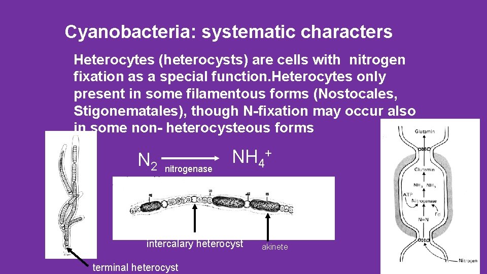 Cyanobacteria: systematic characters Heterocytes (heterocysts) are cells with nitrogen fixation as a special function.