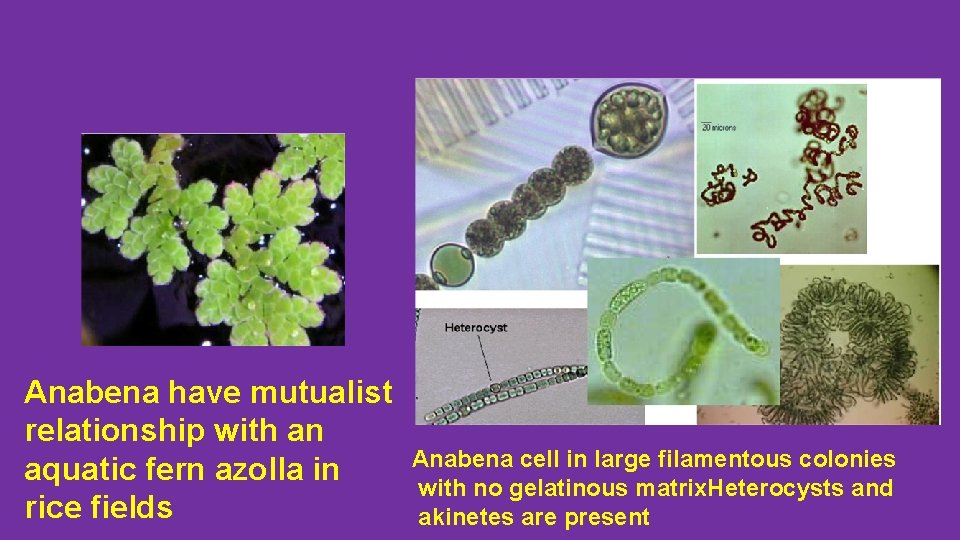 Anabena have mutualist relationship with an aquatic fern azolla in rice fields Anabena cell