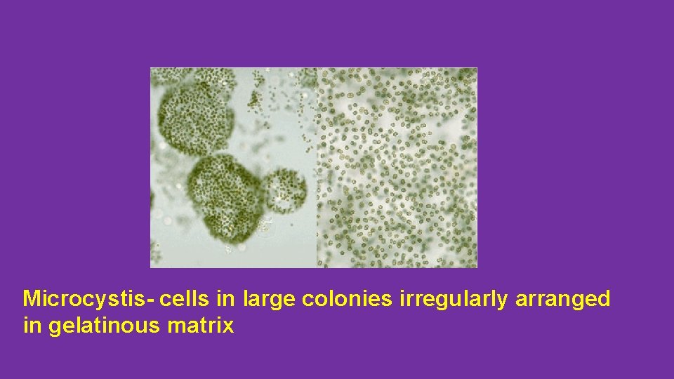 Microcystis- cells in large colonies irregularly arranged in gelatinous matrix 