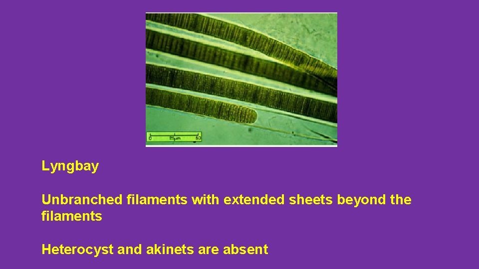 Lyngbay Unbranched filaments with extended sheets beyond the filaments Heterocyst and akinets are absent