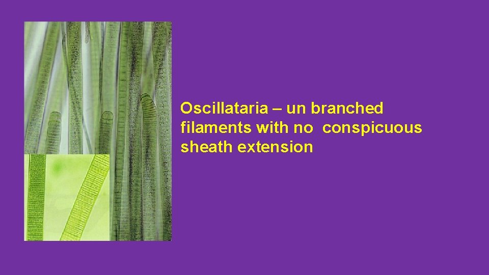 Oscillataria – un branched filaments with no conspicuous sheath extension 