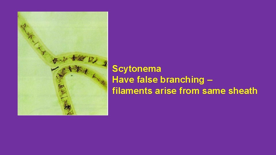 Scytonema Have false branching – filaments arise from same sheath 