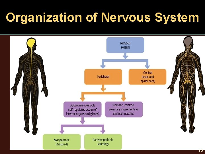 Organization of Nervous System 10 