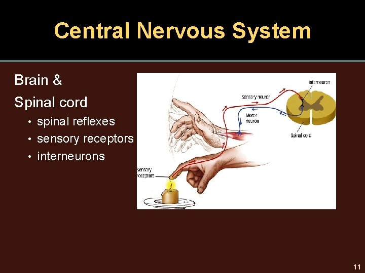 Central Nervous System Brain & Spinal cord • spinal reflexes • sensory receptors •