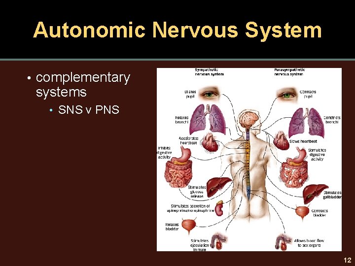 Autonomic Nervous System • complementary systems • SNS v PNS 12 