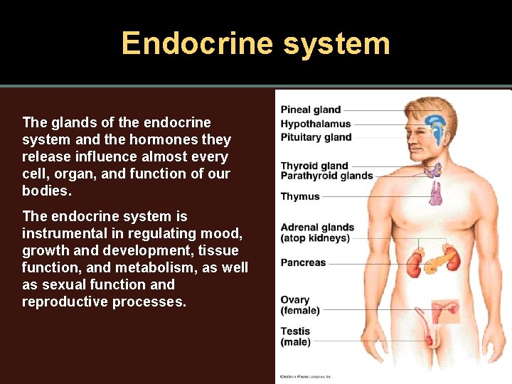 Endocrine system The glands of the endocrine system and the hormones they release influence