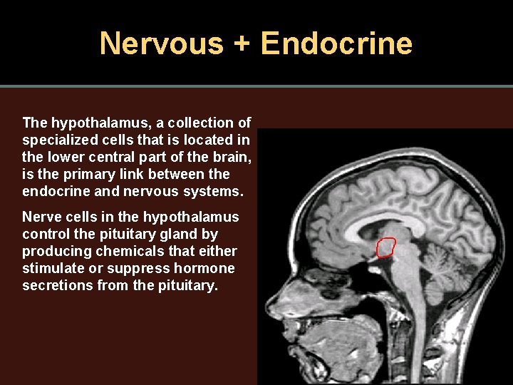 Nervous + Endocrine The hypothalamus, a collection of specialized cells that is located in