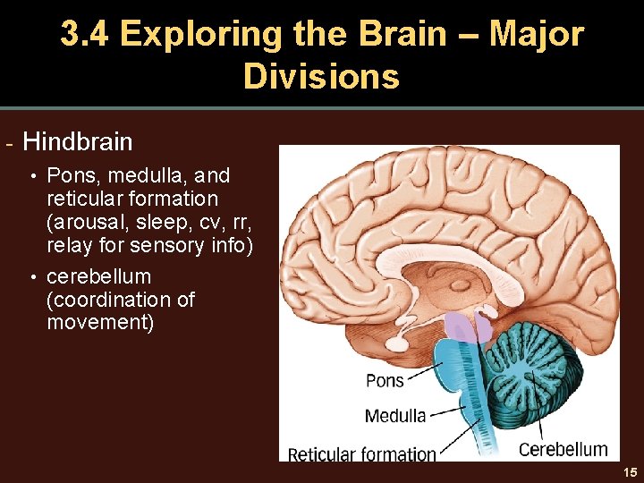 3. 4 Exploring the Brain – Major Divisions - Hindbrain • Pons, medulla, and