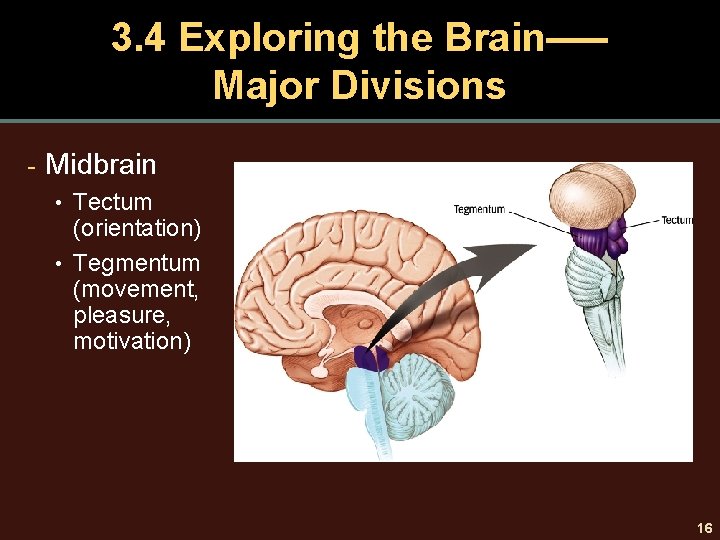 3. 4 Exploring the Brain–— Major Divisions - Midbrain • Tectum (orientation) • Tegmentum