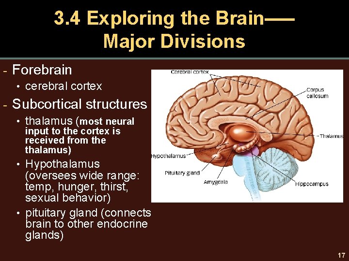3. 4 Exploring the Brain–— Major Divisions - Forebrain • cerebral cortex - Subcortical