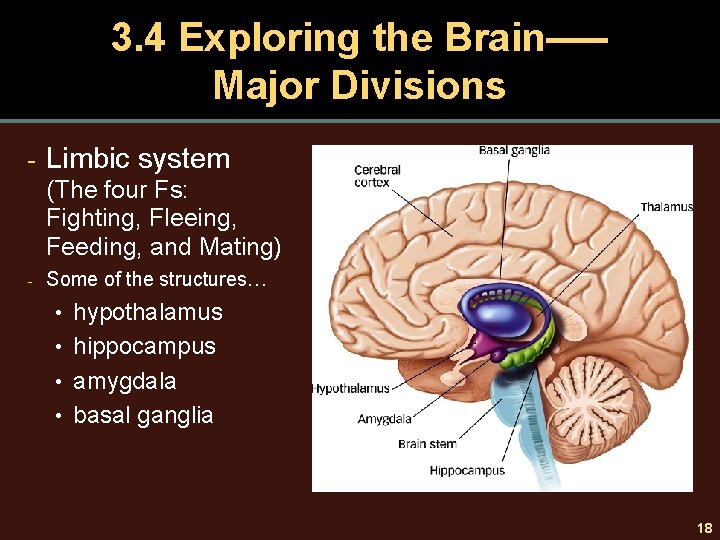 3. 4 Exploring the Brain–— Major Divisions - Limbic system (The four Fs: Fighting,