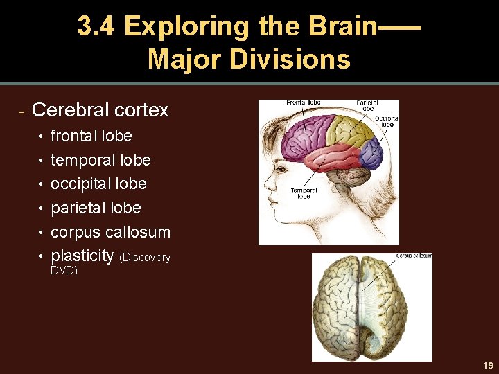 3. 4 Exploring the Brain–— Major Divisions - Cerebral cortex • frontal lobe •