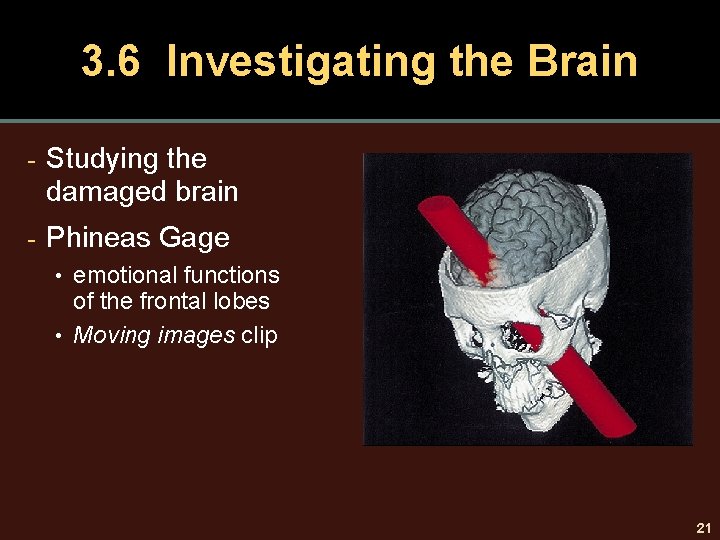 3. 6 Investigating the Brain - Studying the damaged brain - Phineas Gage •