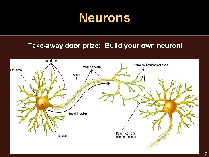 Neurons Take-away door prize: Build your own neuron! 3 