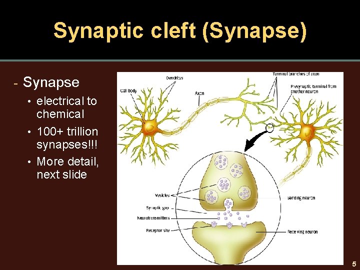 Synaptic cleft (Synapse) - Synapse • electrical to chemical • 100+ trillion synapses!!! •