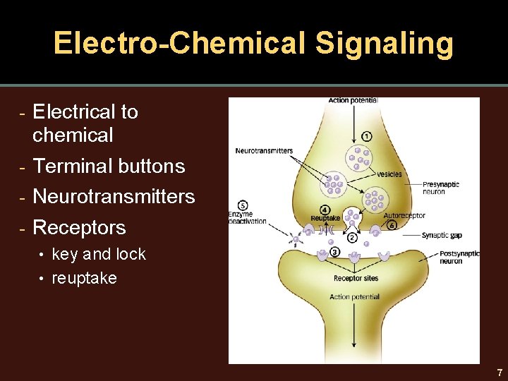 Electro-Chemical Signaling Electrical to chemical - Terminal buttons - Neurotransmitters - Receptors - •