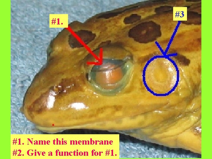 #1. Name this membrane #2. Give a function for #1. #3 