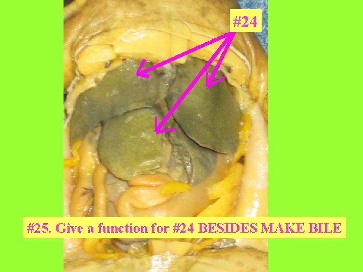 #24 #25. Give a function for #24 BESIDES MAKE BILE 