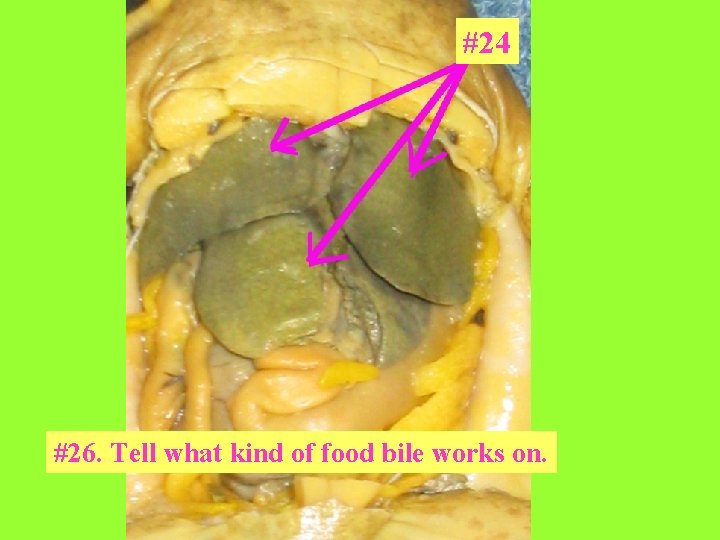 #24 #26. Tell what kind of food bile works on. 