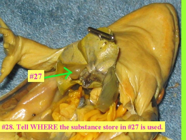 #27 #28. Tell WHERE the substance store in #27 is used. 