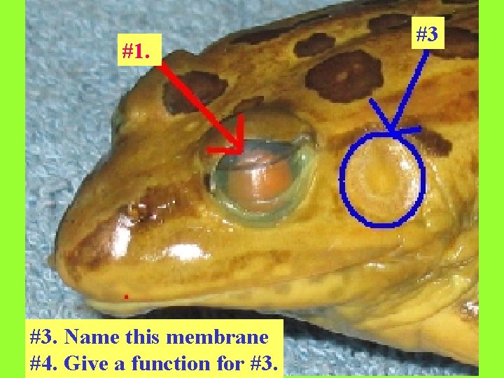 #1. #3. Name this membrane #4. Give a function for #3. #3 