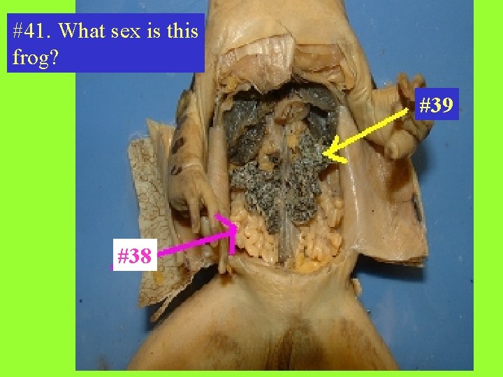 #41. What sex is this frog? #39 #38 