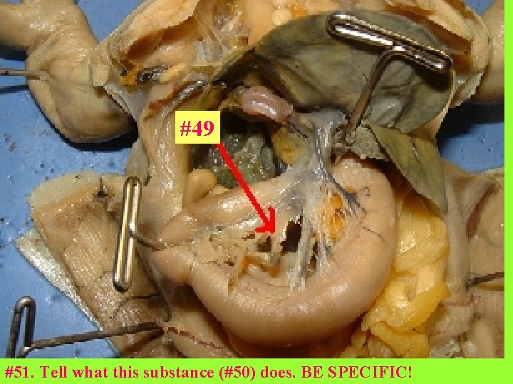 #49 #51. Tell what this substance (#50) does. BE SPECIFIC! 