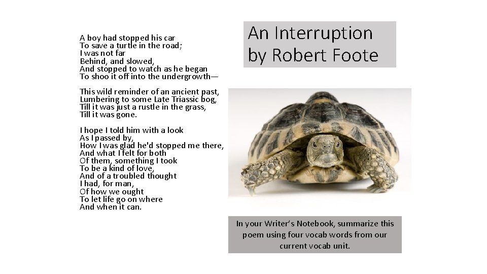 A boy had stopped his car To save a turtle in the road; I