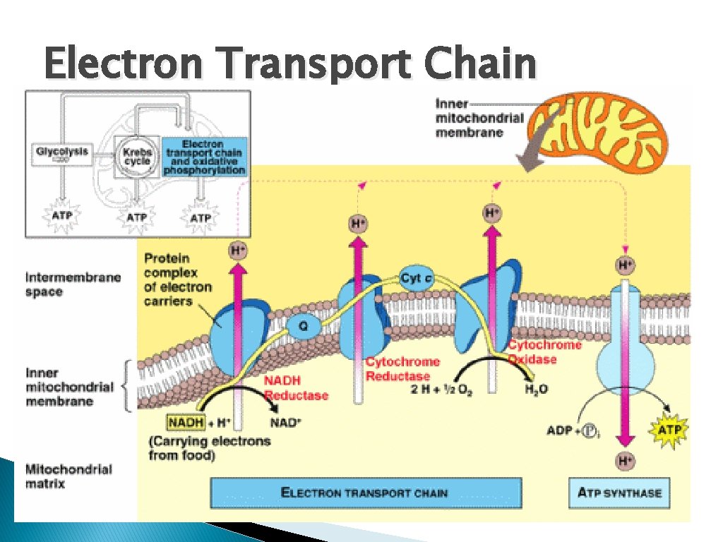 Electron Transport Chain � Occurs in the inner membrane of the mitochondria (cristae—folds) ◦