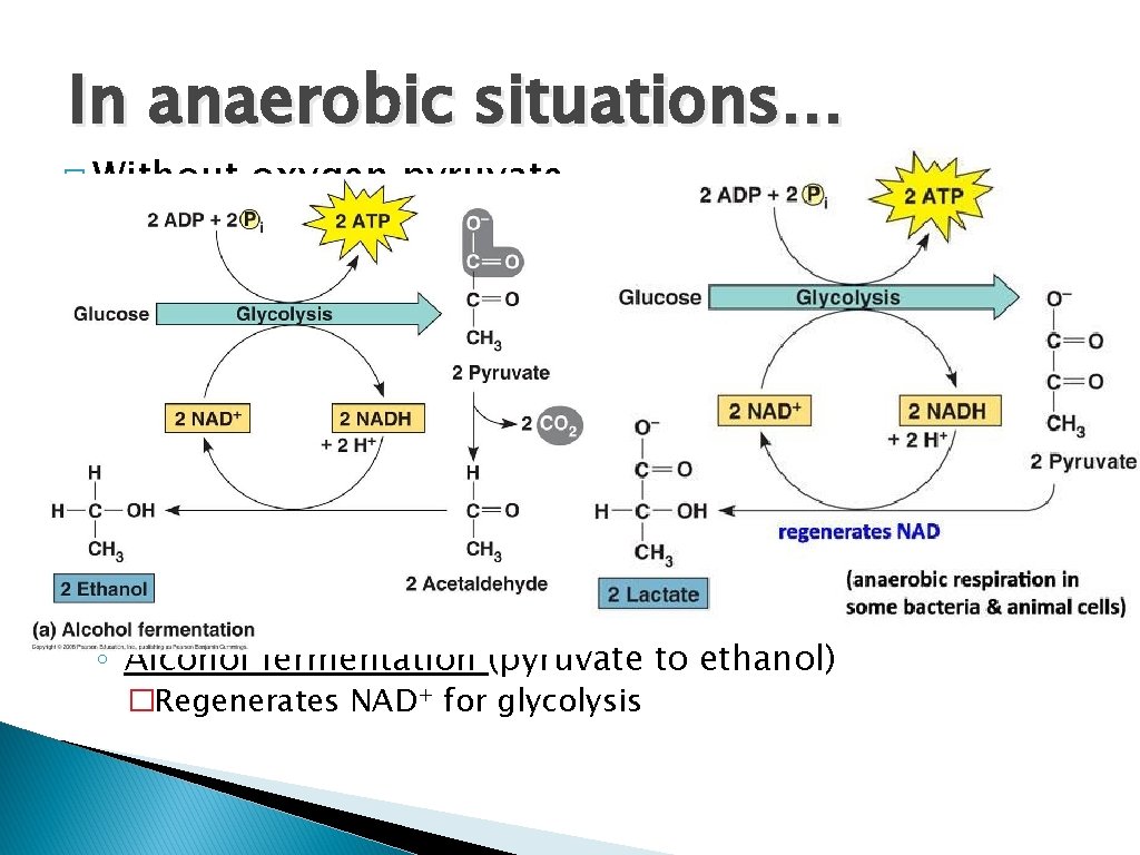 In anaerobic situations… � Without oxygen pyruvate cannot enter the mitochondria and begin the