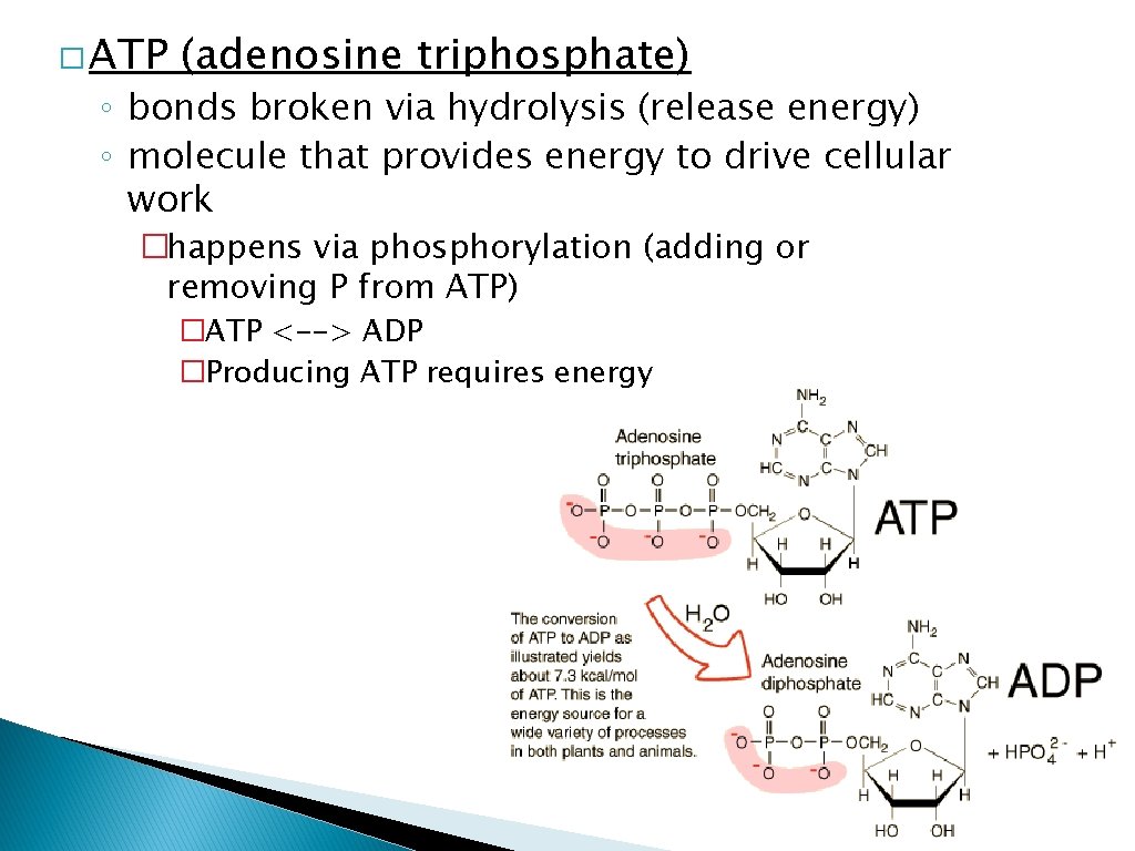 � ATP (adenosine triphosphate) ◦ bonds broken via hydrolysis (release energy) ◦ molecule that